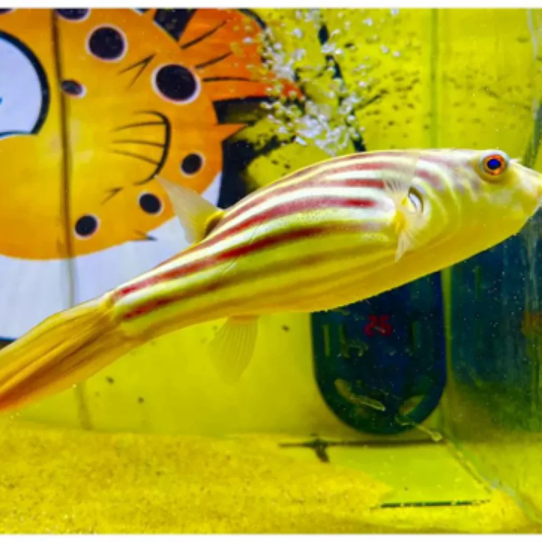 斑马狗头狗头热带鱼活体