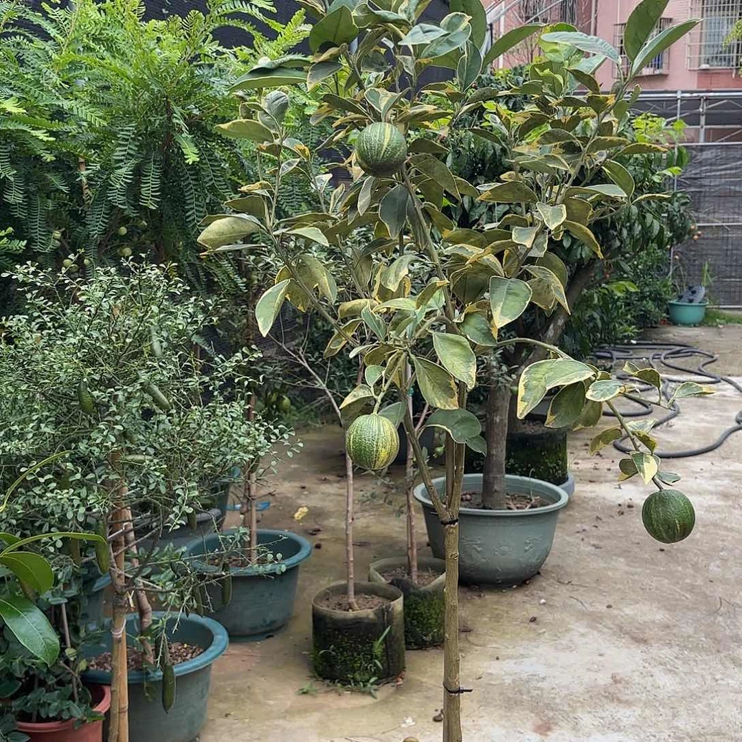 埜***奢完全开放一物一拍金丝橙