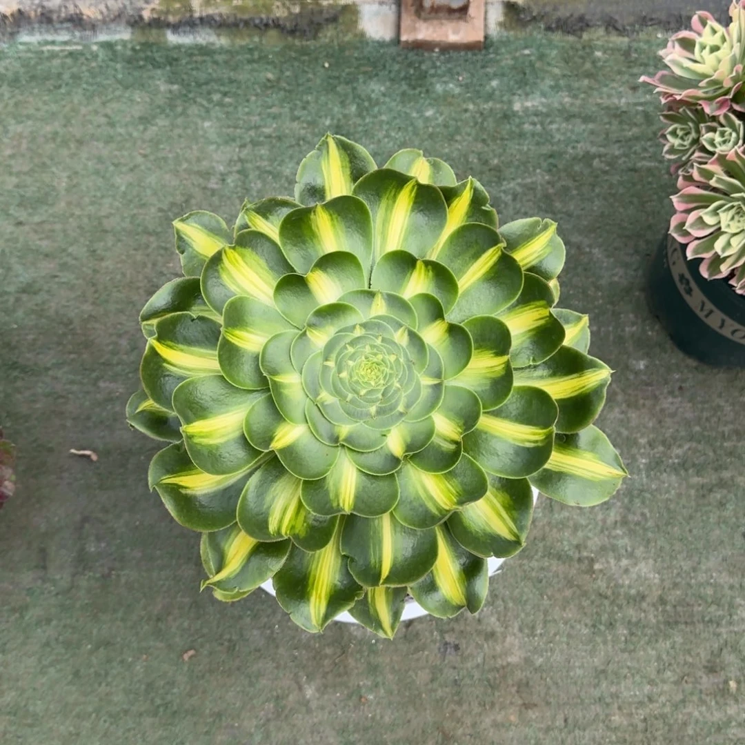 小**?暴君法师多肉植物