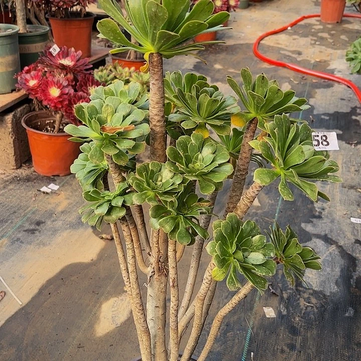 y****贝绿法师一物一图一58