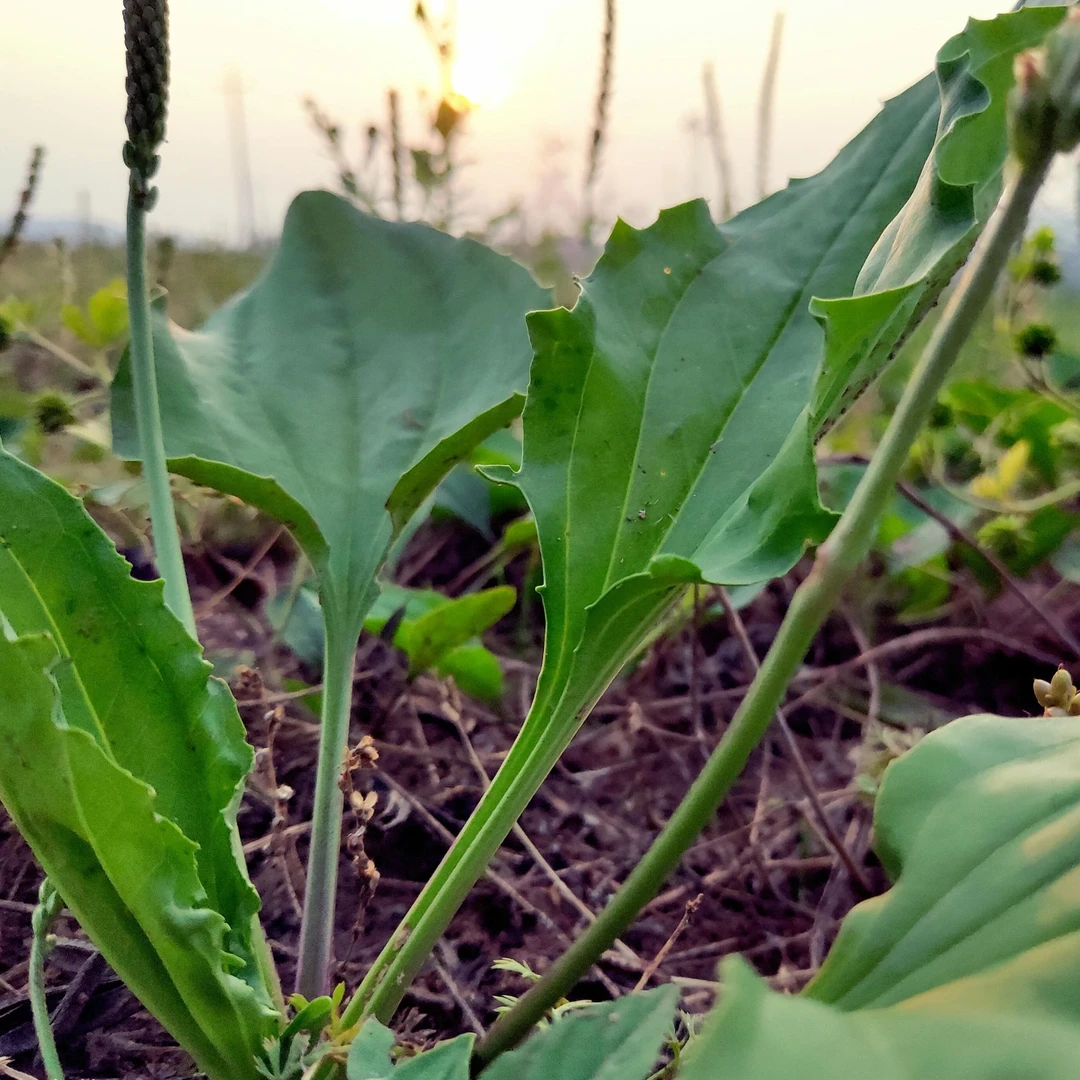 贵州车前草，生鲜、鲜货