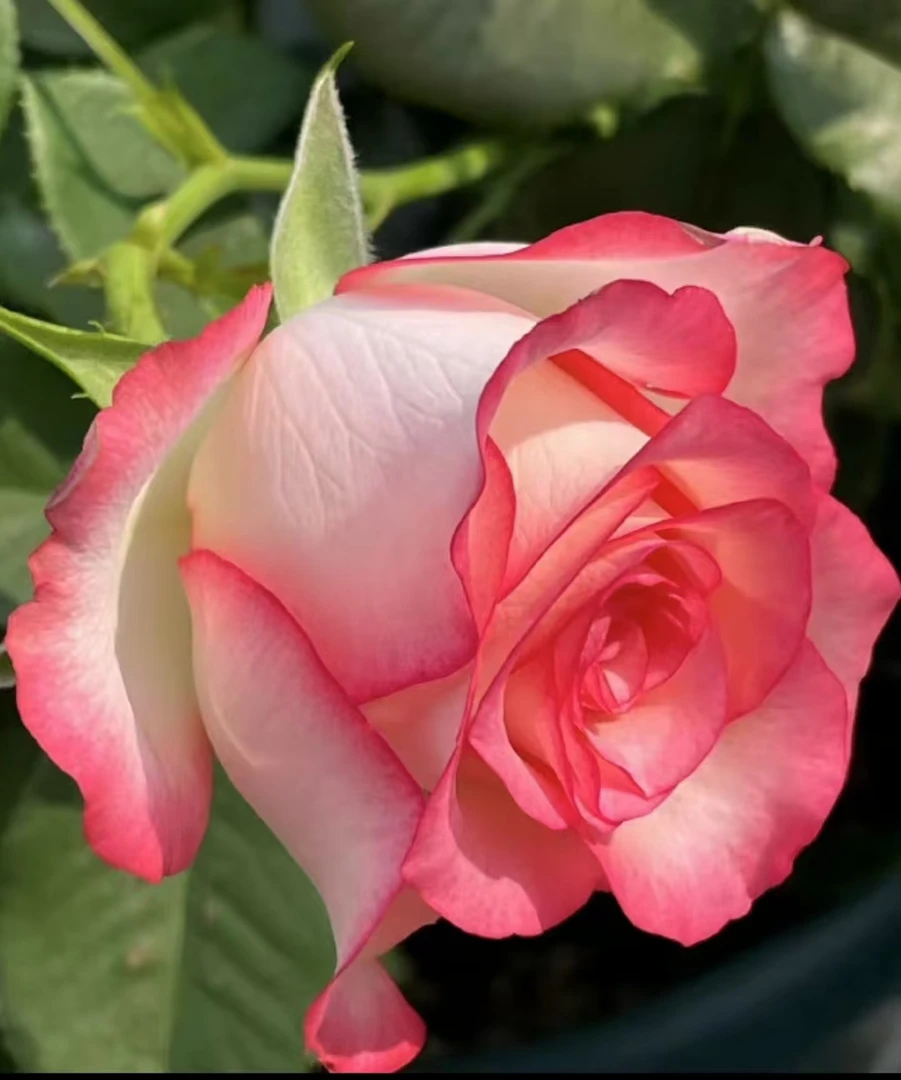 艾莎公主 切花玫瑰露天独株月季大苗花期长好养