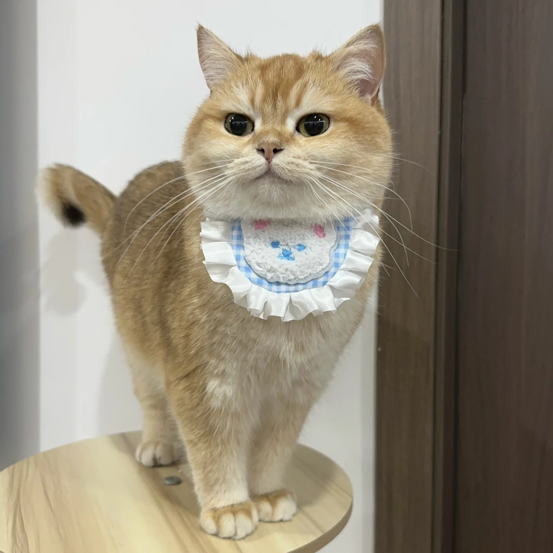 宠物围脖猫咪狗狗口水巾可爱蕾丝花边围嘴装饰拍照用品