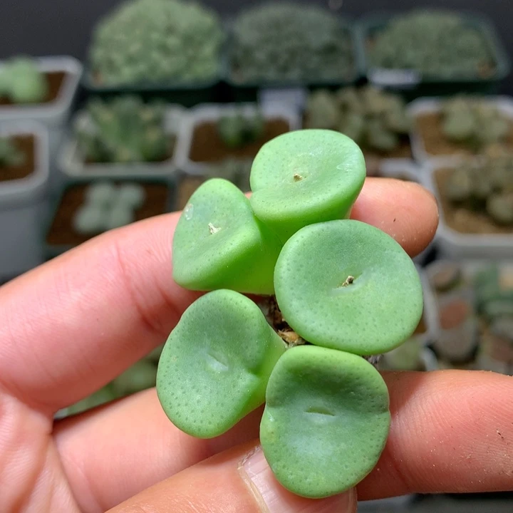 精品多肉植物酒杯