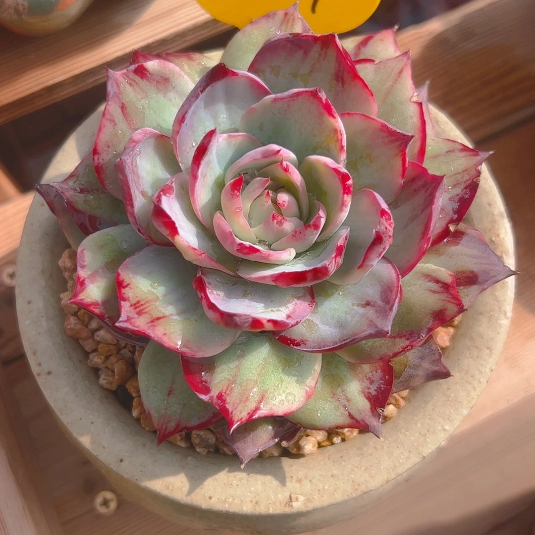 ·****惊鸿仙子一物一拍8017号