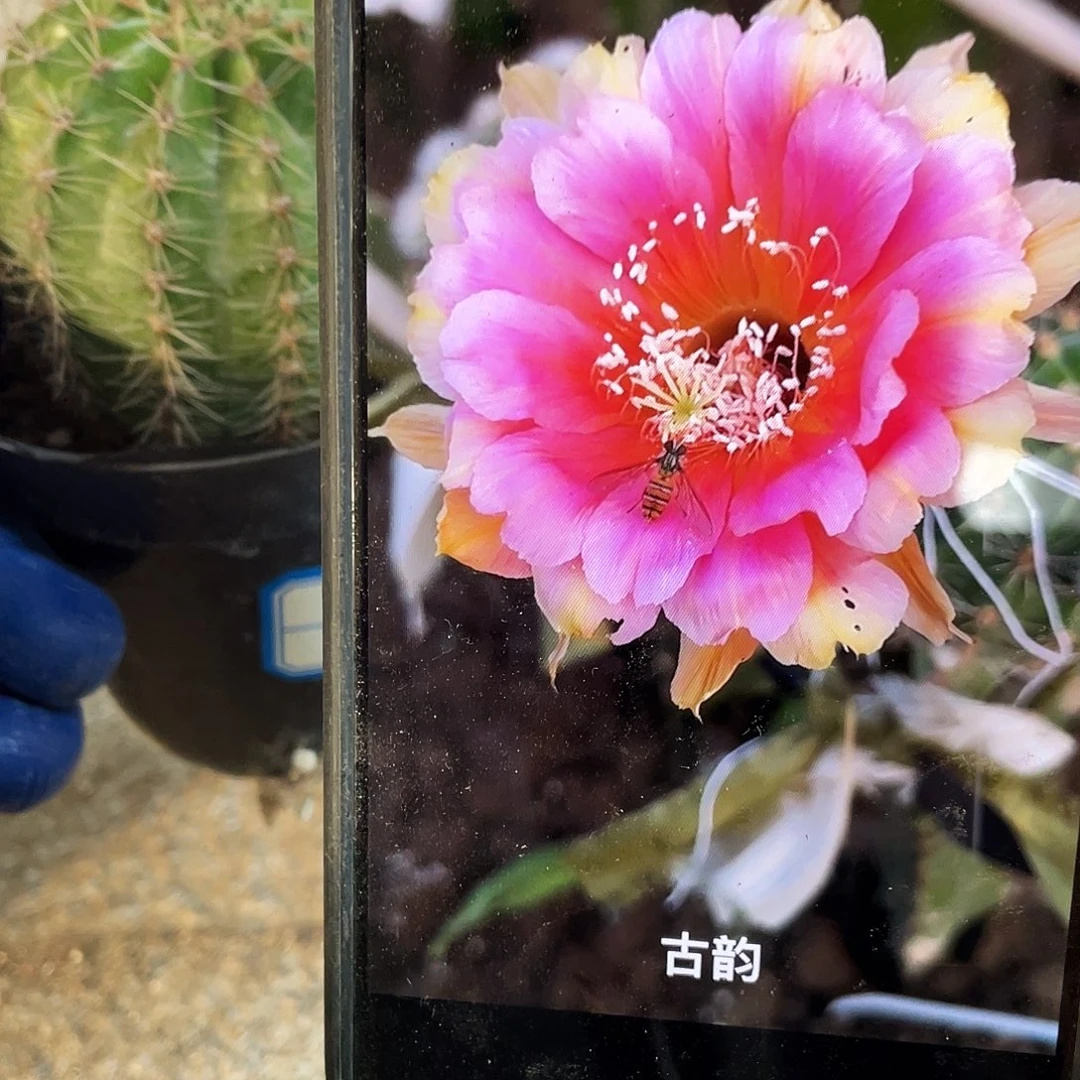 古韵自根球6公分以上满18包邮