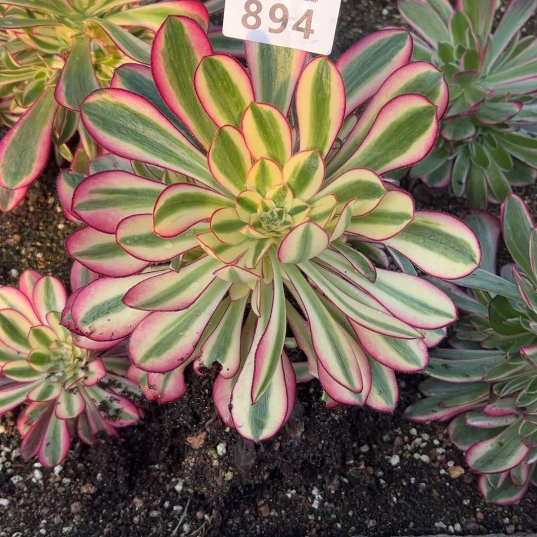 894冰淇淋多肉植物