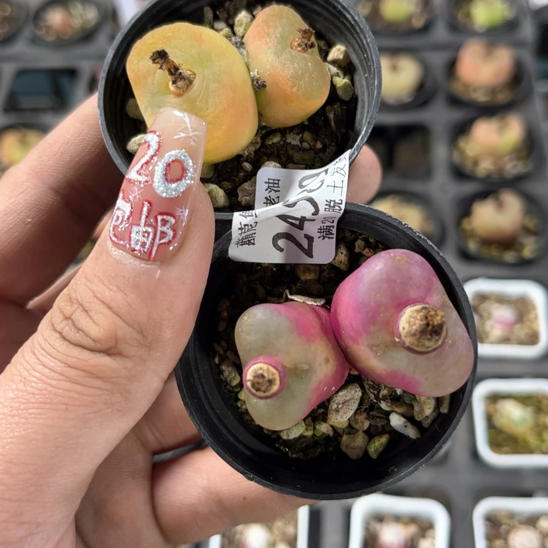 呦*.24589一物一拍单头发货