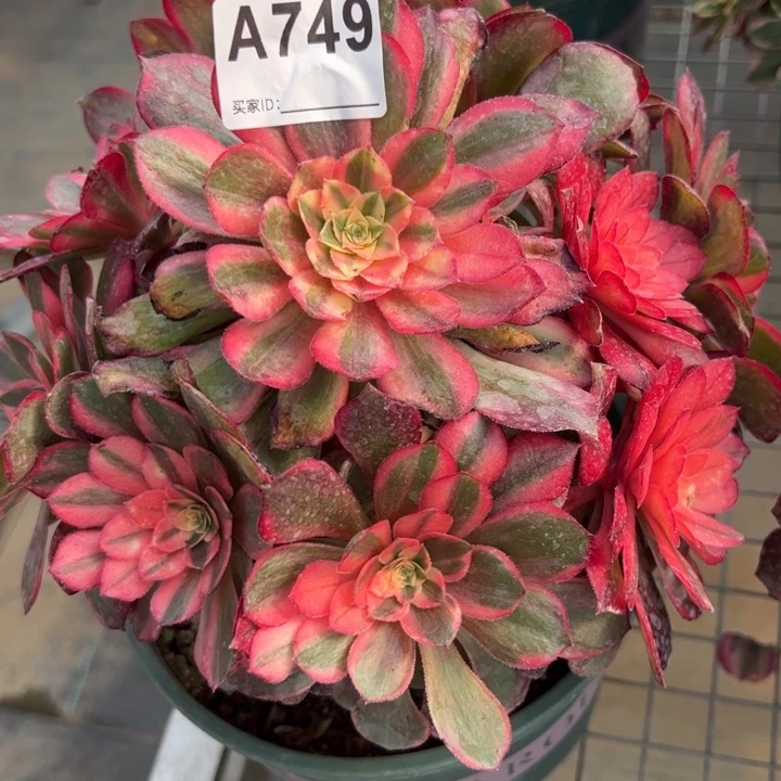 749黑魔锦20厘米左右多肉