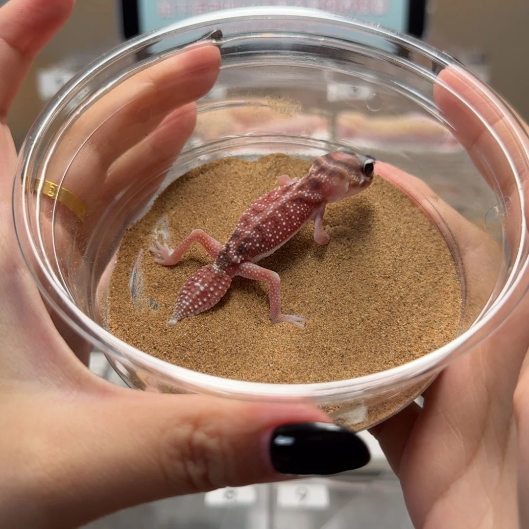 瘤尾守宫hlp双隐瘤尾