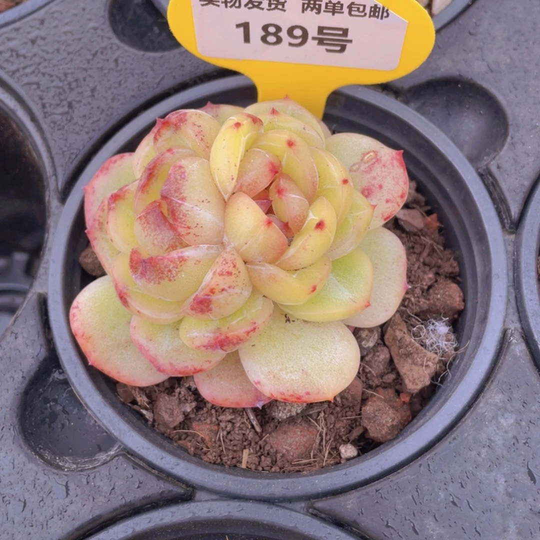 189号冰透珍妮新品