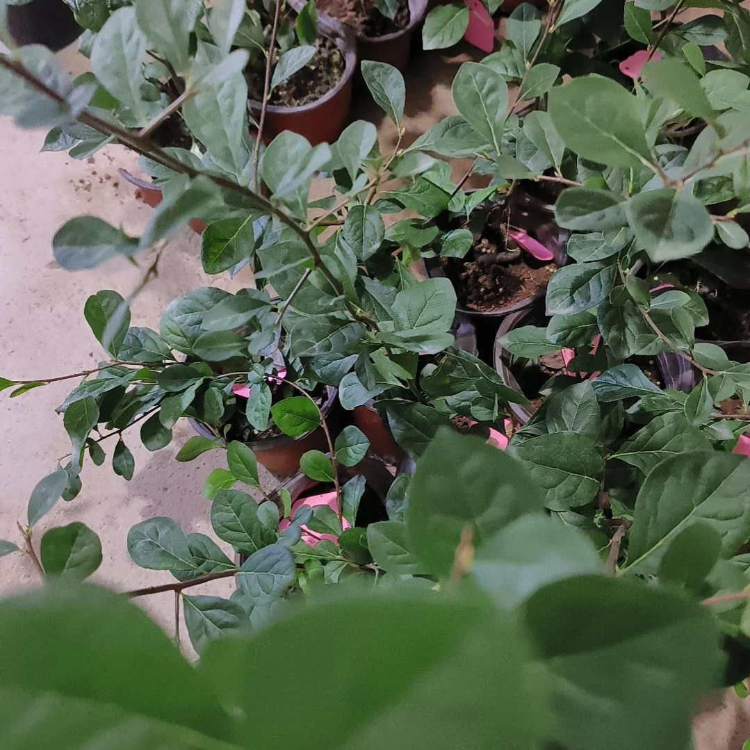 无花朵希望小滴嫁接