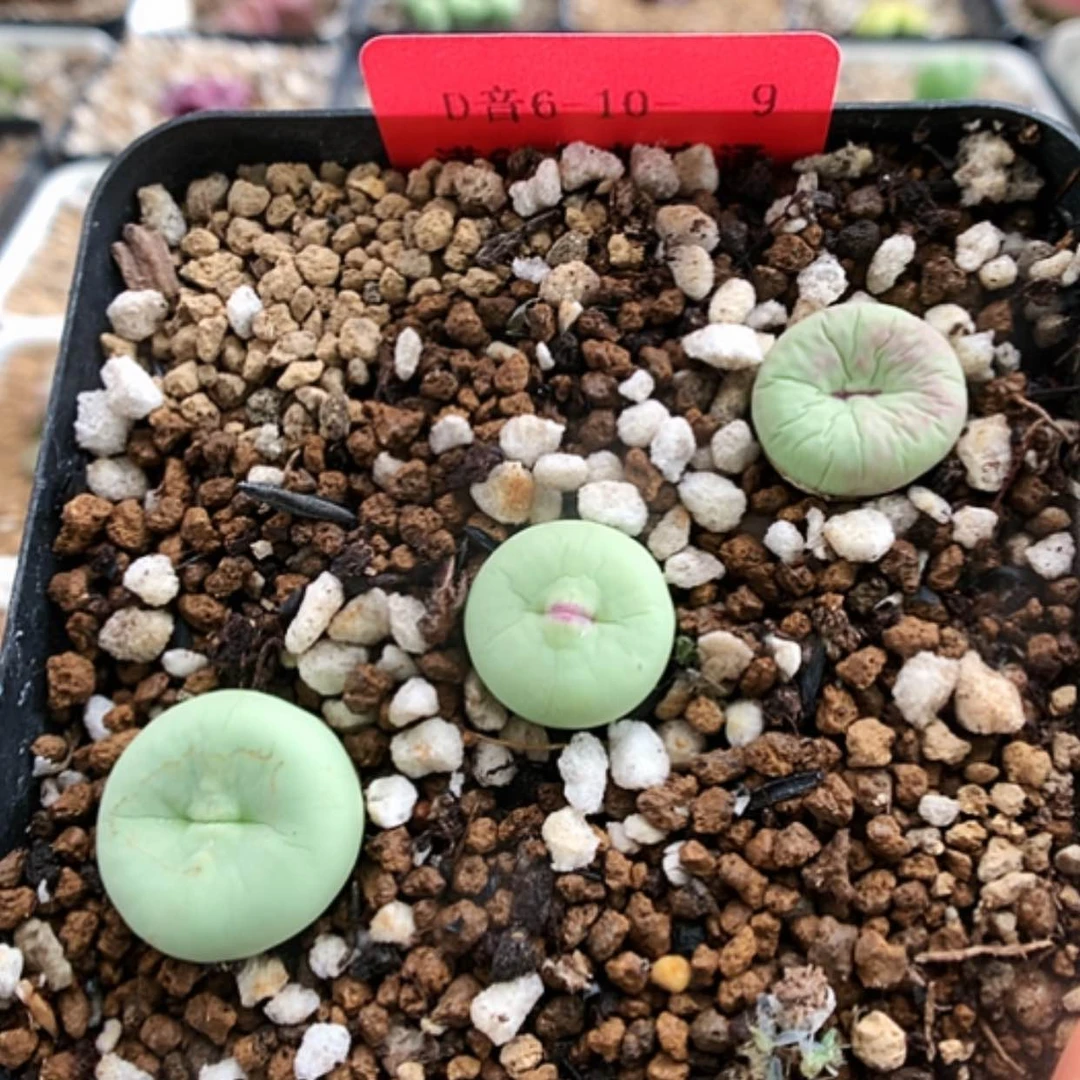 【闪购商品】6-10-9 小红嘴一盆