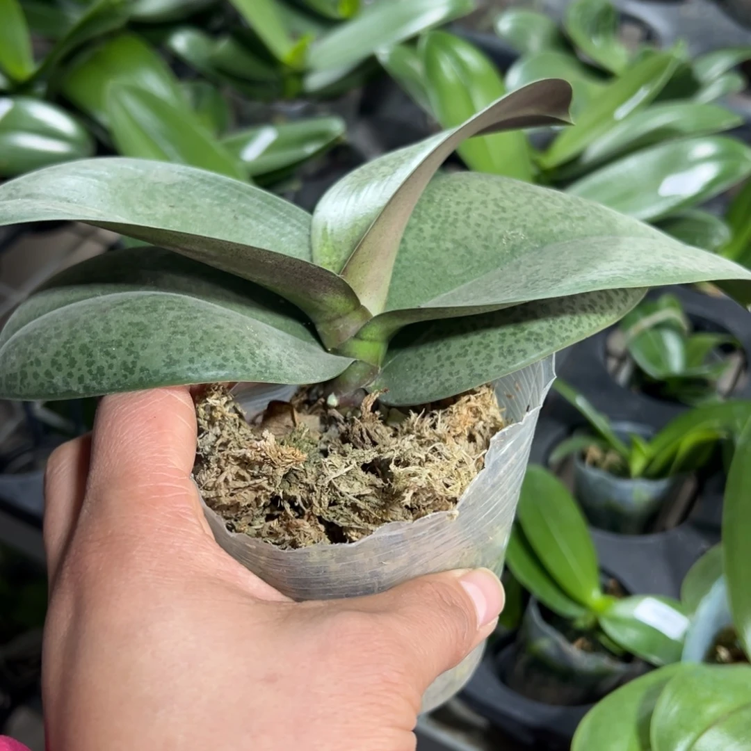 我***别当前无花栽培后可以开花处理破损苗不售后槟榔西施凑单