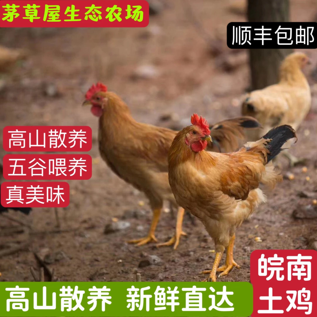 《2只装》蒋氏茅草屋皖南山林散养2只童子鸡包邮净重2.6斤以上