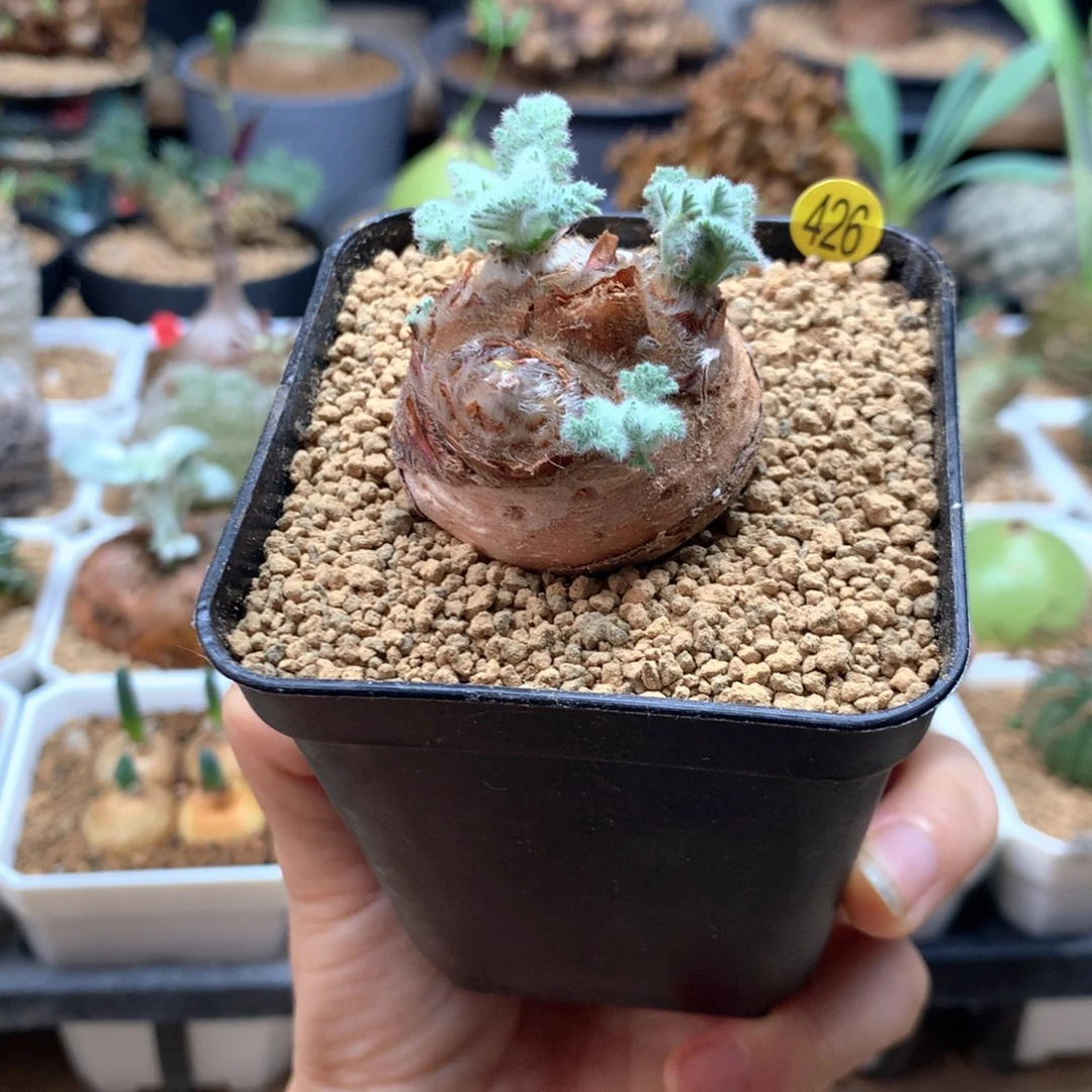 羽叶杨葵带盆多肉。。