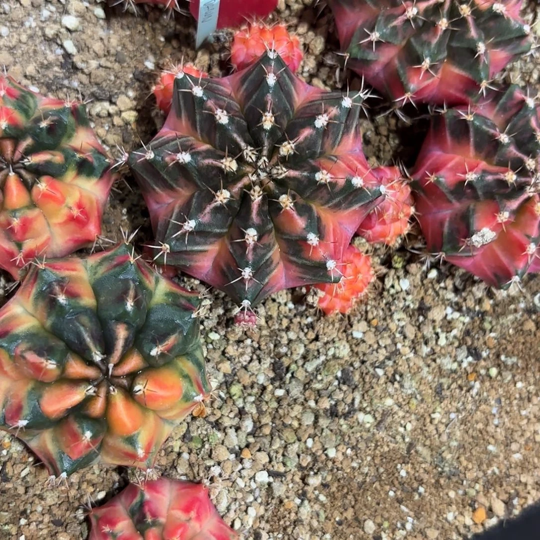 20-0915泰国发货多肉