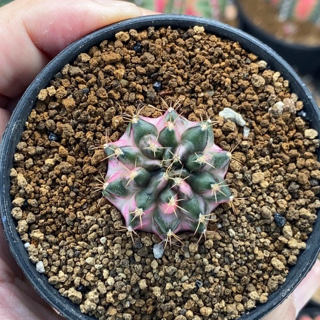 米哈肋骨仙人球15