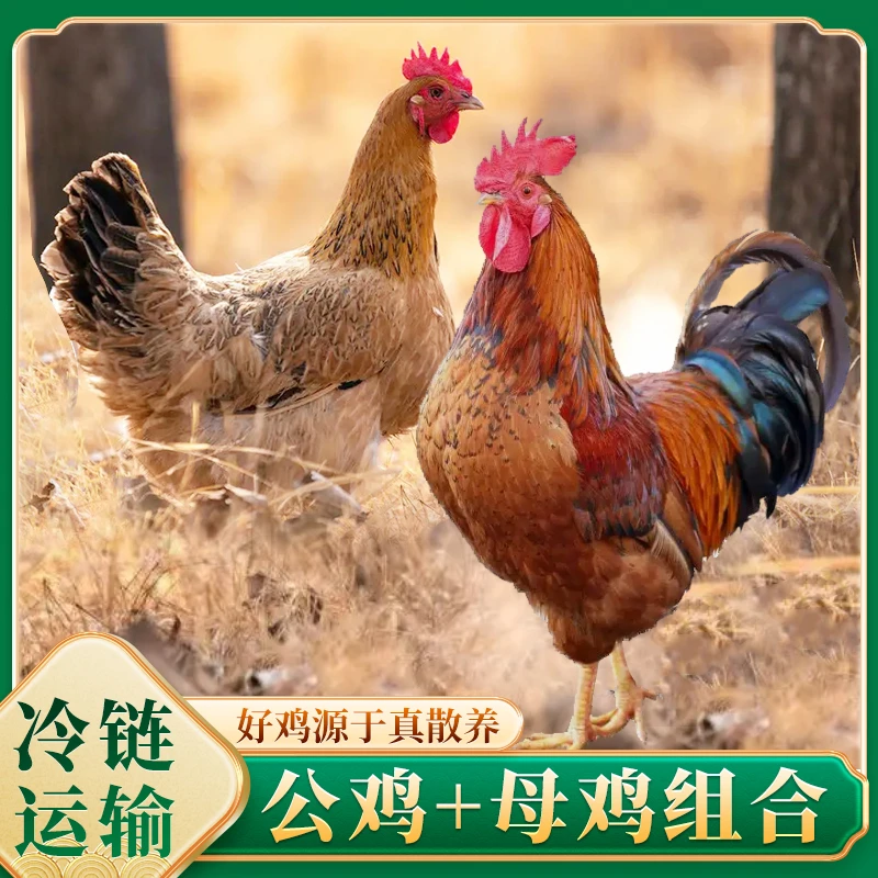 【果园散养】到手四只 3只两年老母鸡+赠1只大公鸡  光肉9斤上