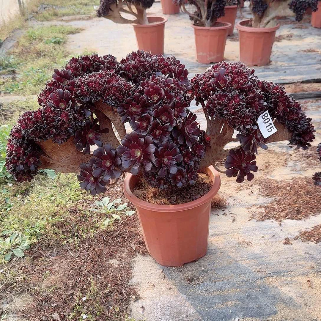 015欧紫朵朵一颗呀呀