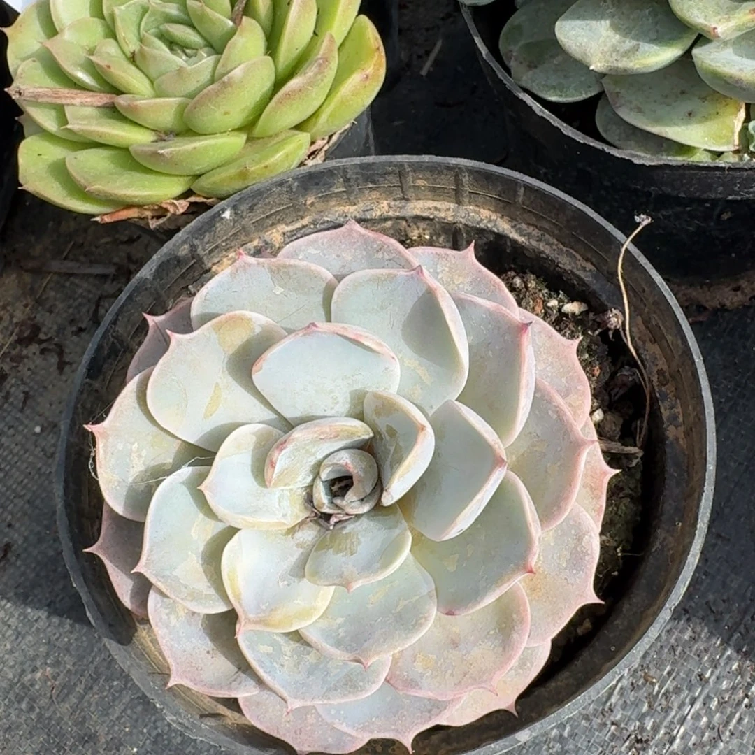 康***多肉杂交一物一拍左九19-26