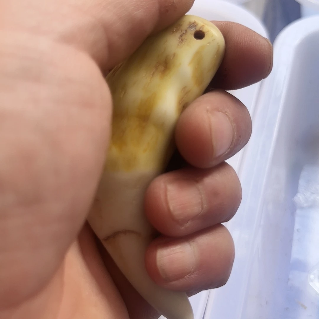 大果紫檀（缅甸花梨）