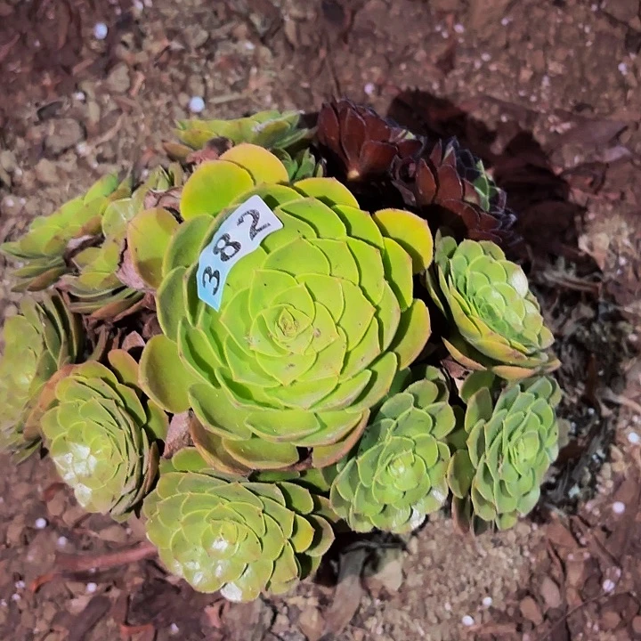 382花花公子多肉植物