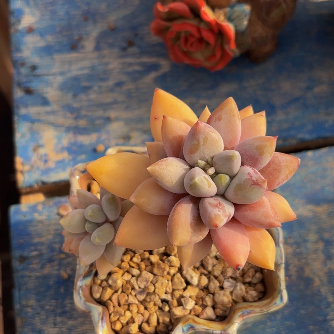 上***调哈哈哈哈哈哈哈哈哈哈哈