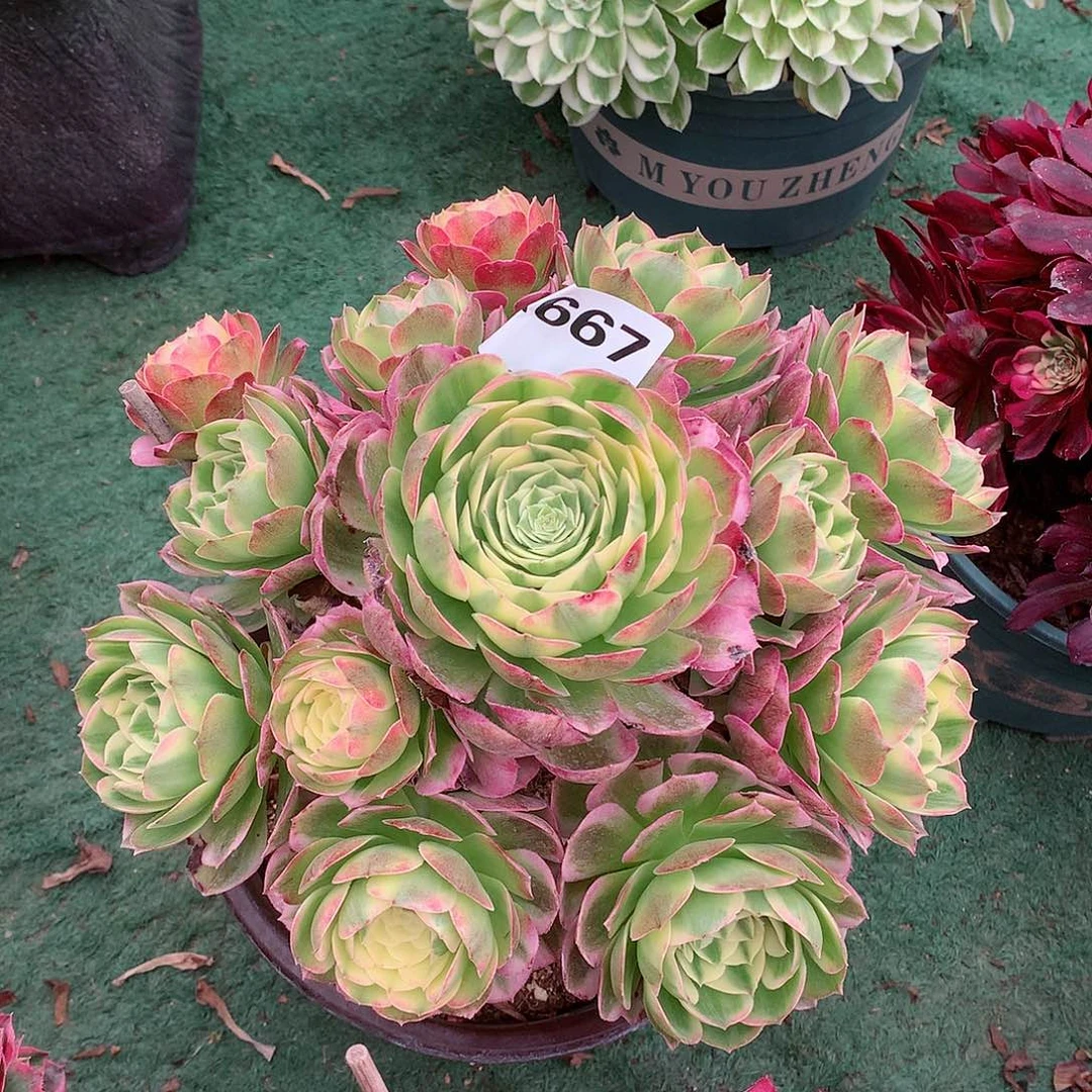 667.海王多肉植物