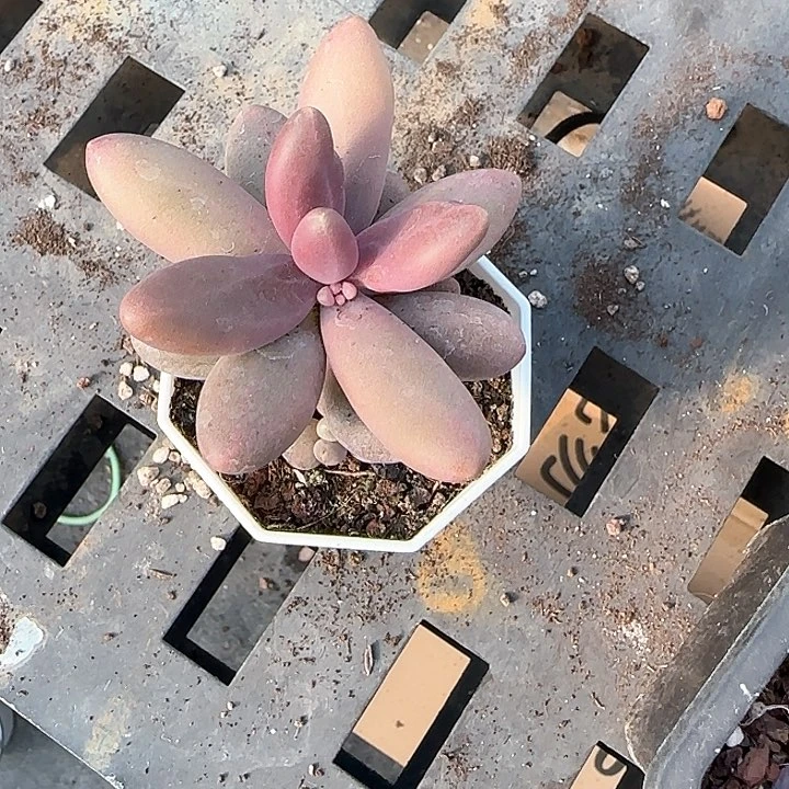 青蛙王子儿童牙膏111