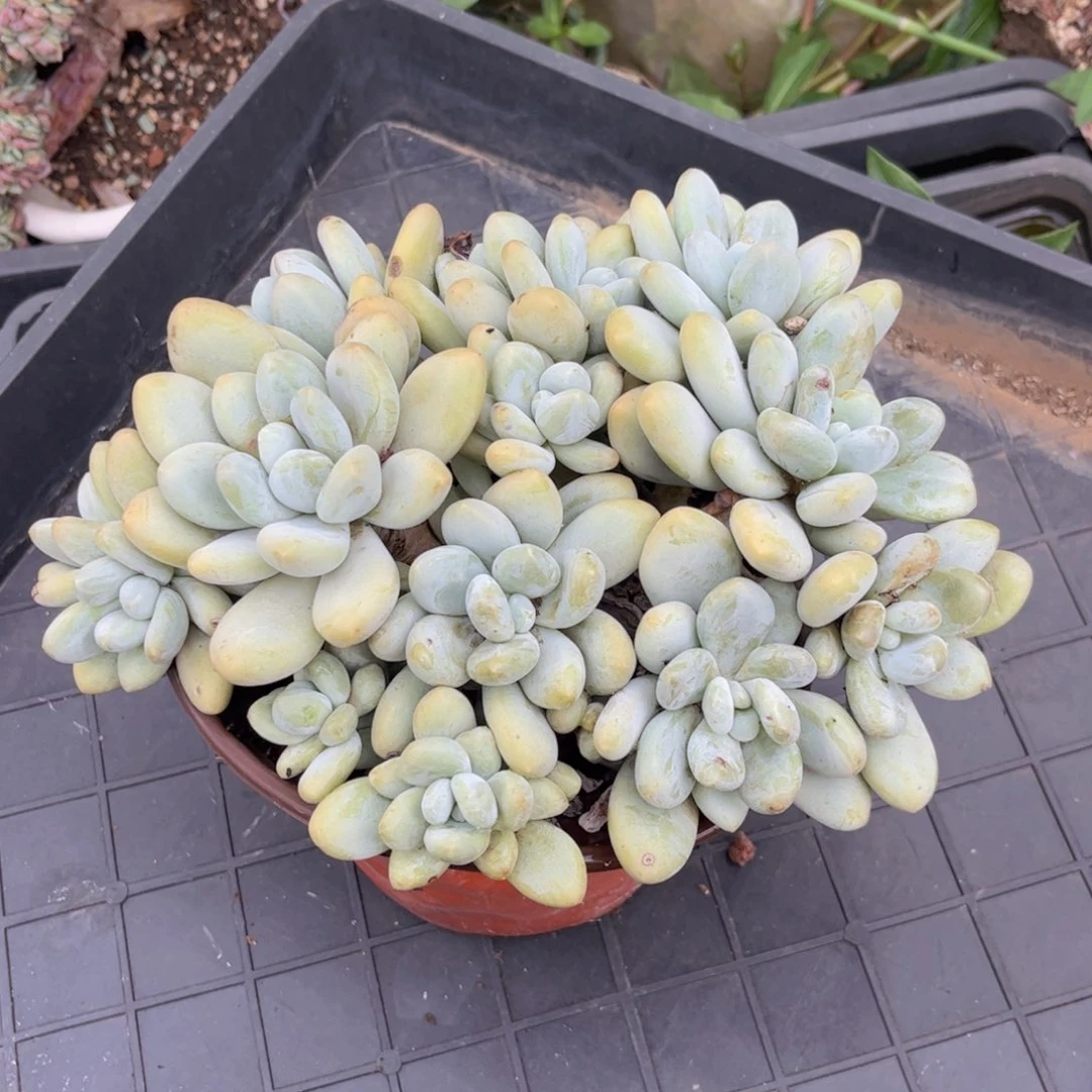 无花朵平****8友家多肉一物一拍