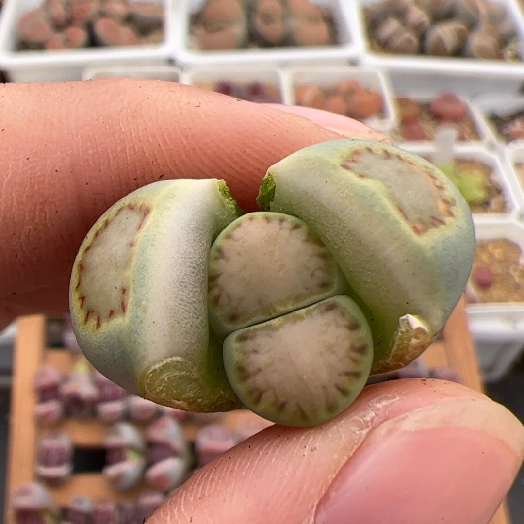 懒*?0319号菊饼干 多肉植物