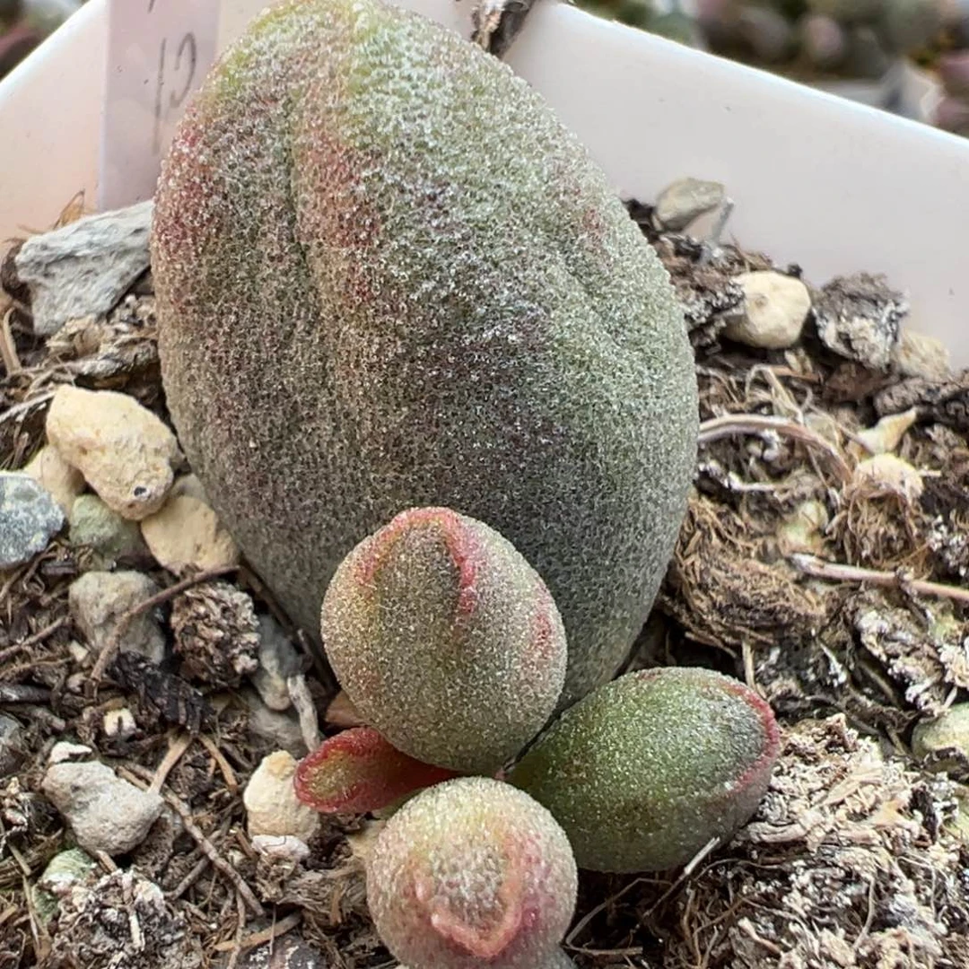 哈密瓜大苗多肉植物水泡