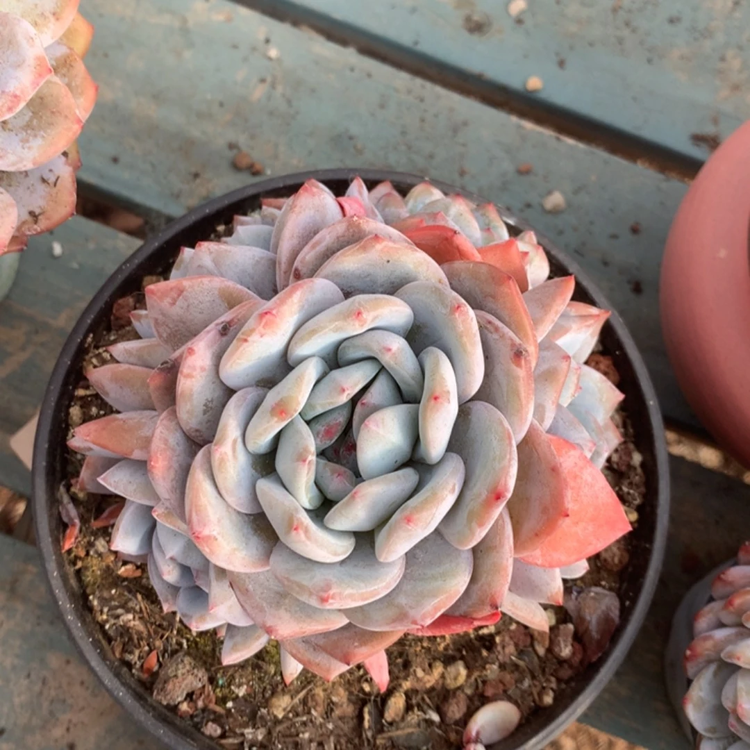 无花朵无砍哈哈哈哈哈哈33