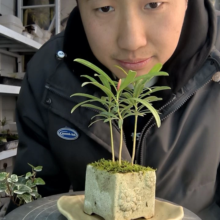郫***精小盆景小植物一物一拍126