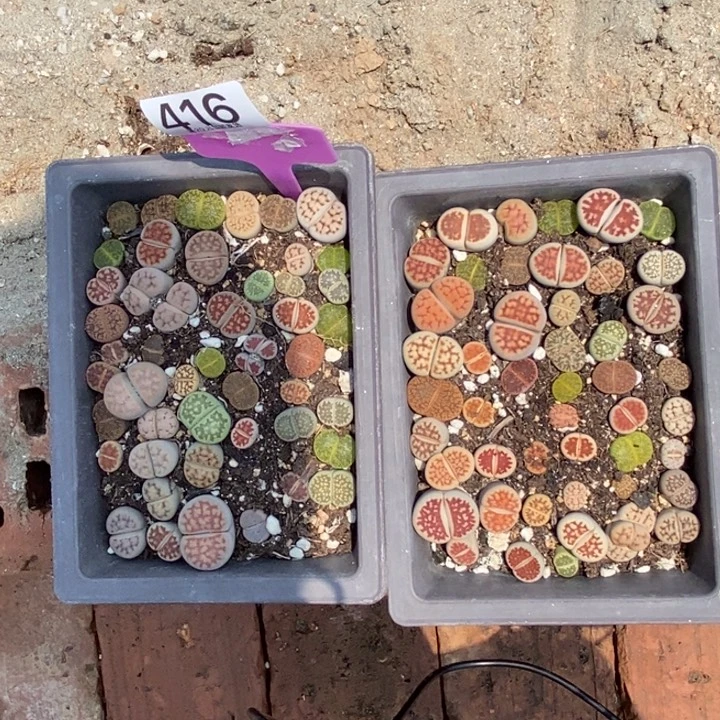 ****气生石花的季节是最