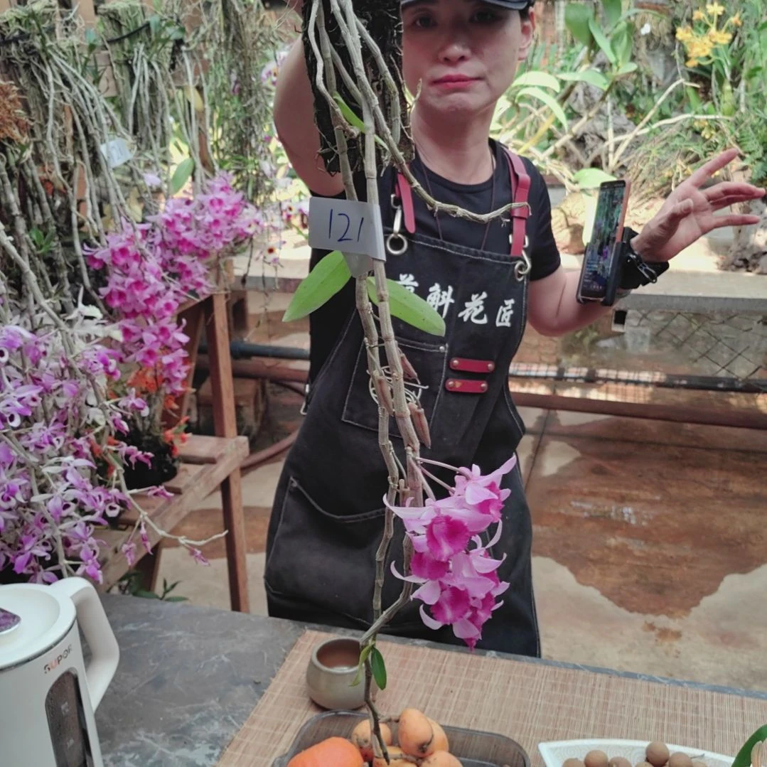 切121檀香花卉植物微景观
