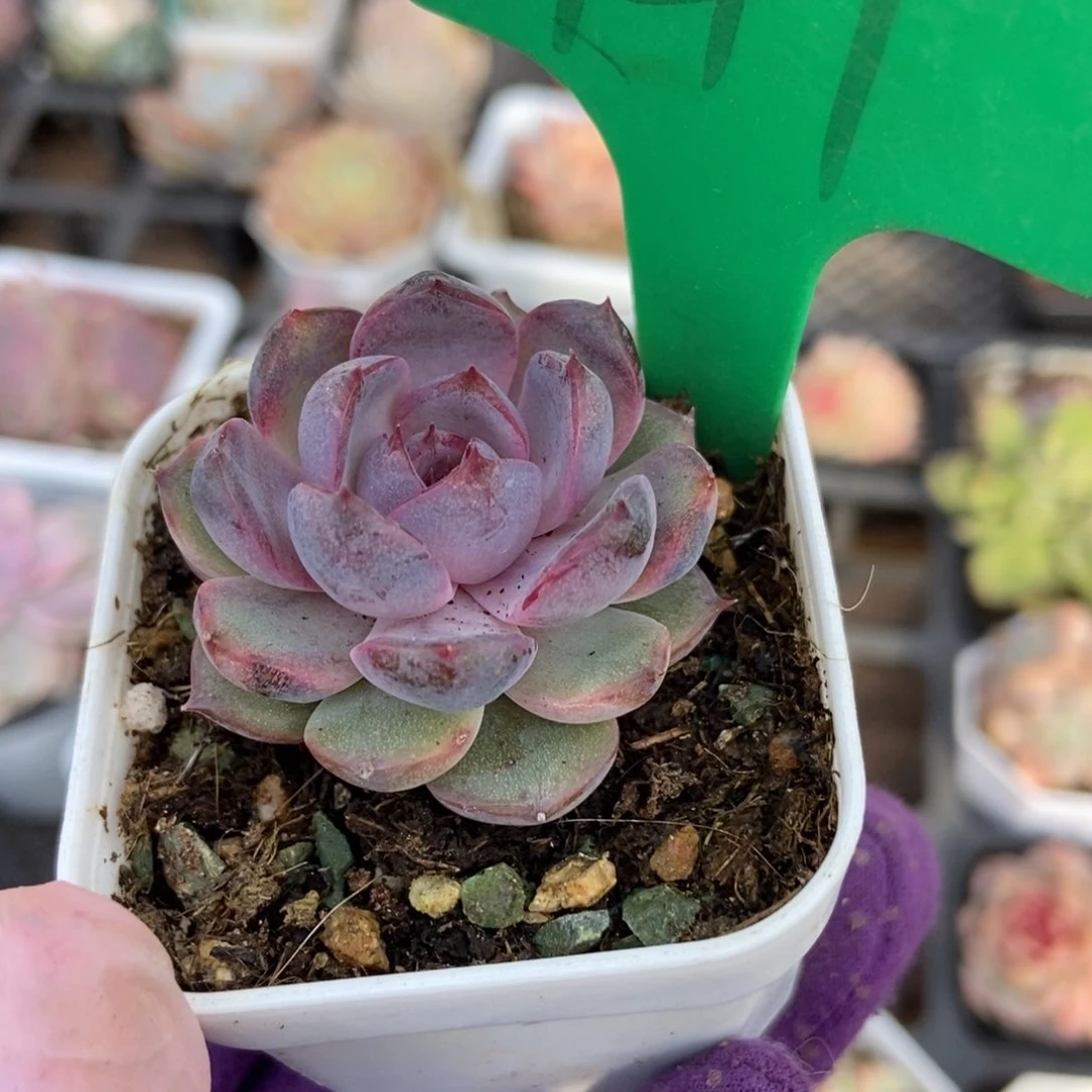 941蓝莓多肉植物保护