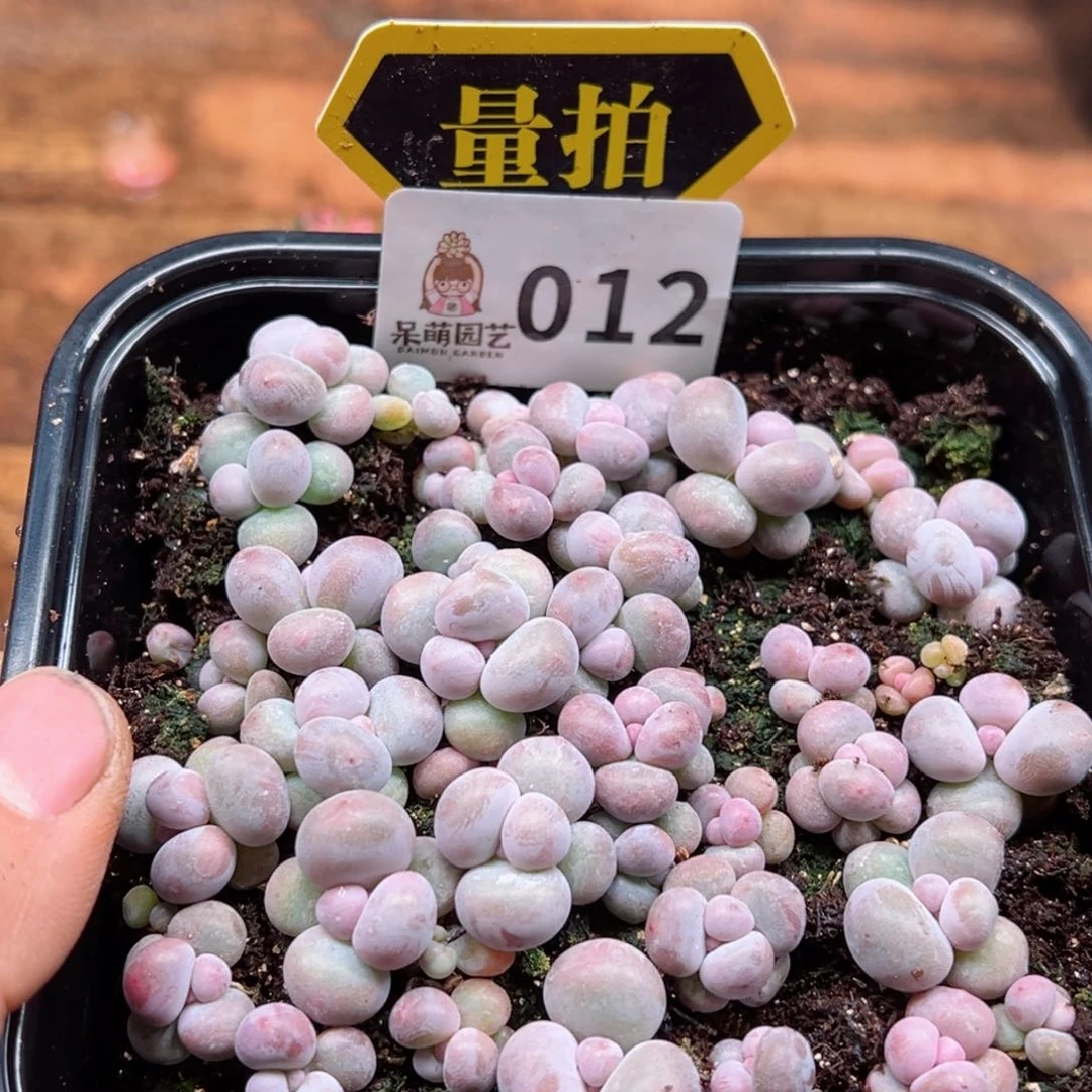 多肉植物多肉植物