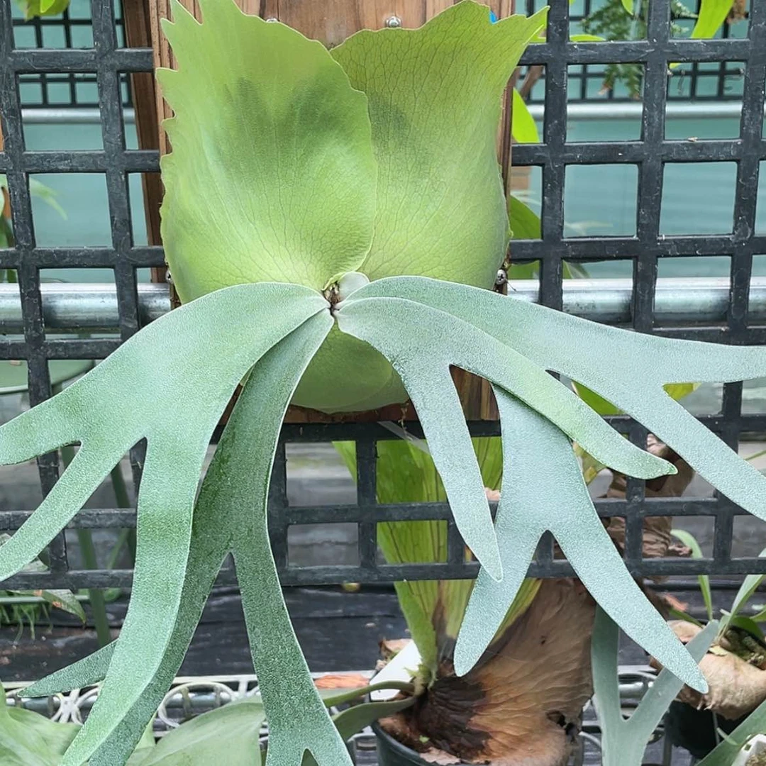 【闪购商品】不开花植物亚成卷卷鹿