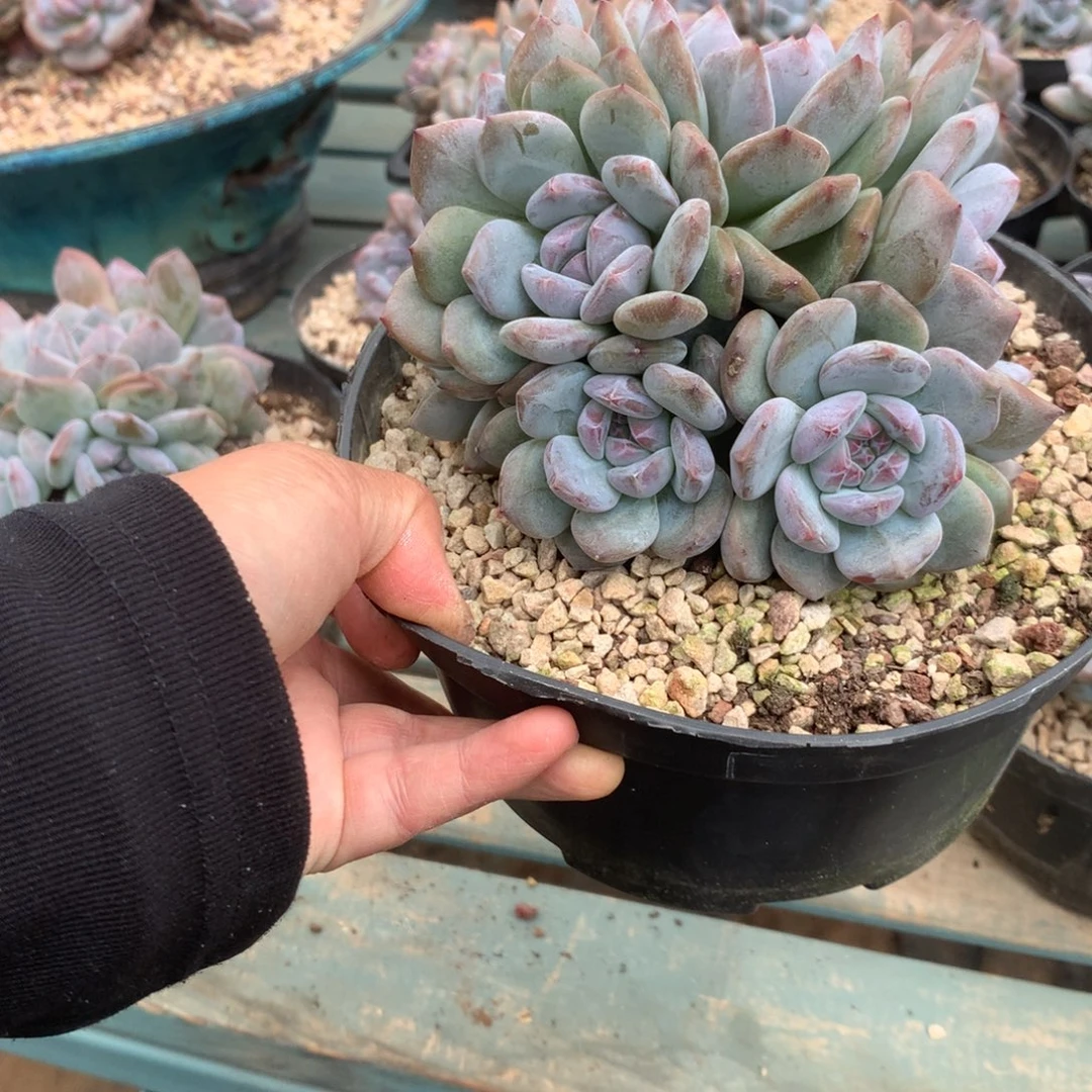 无花朵哈哈哈哈哈哈哈哈哈哈6