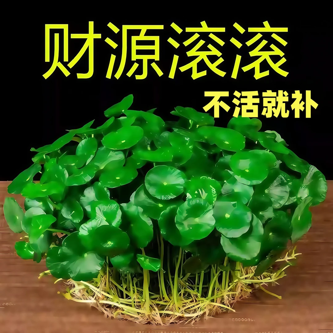 大叶铜钱草水培植物大叶水栽鱼缸水养绿植金钱草室内盆栽营养液