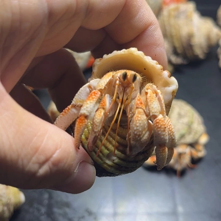 闪3号毛球2.1口径