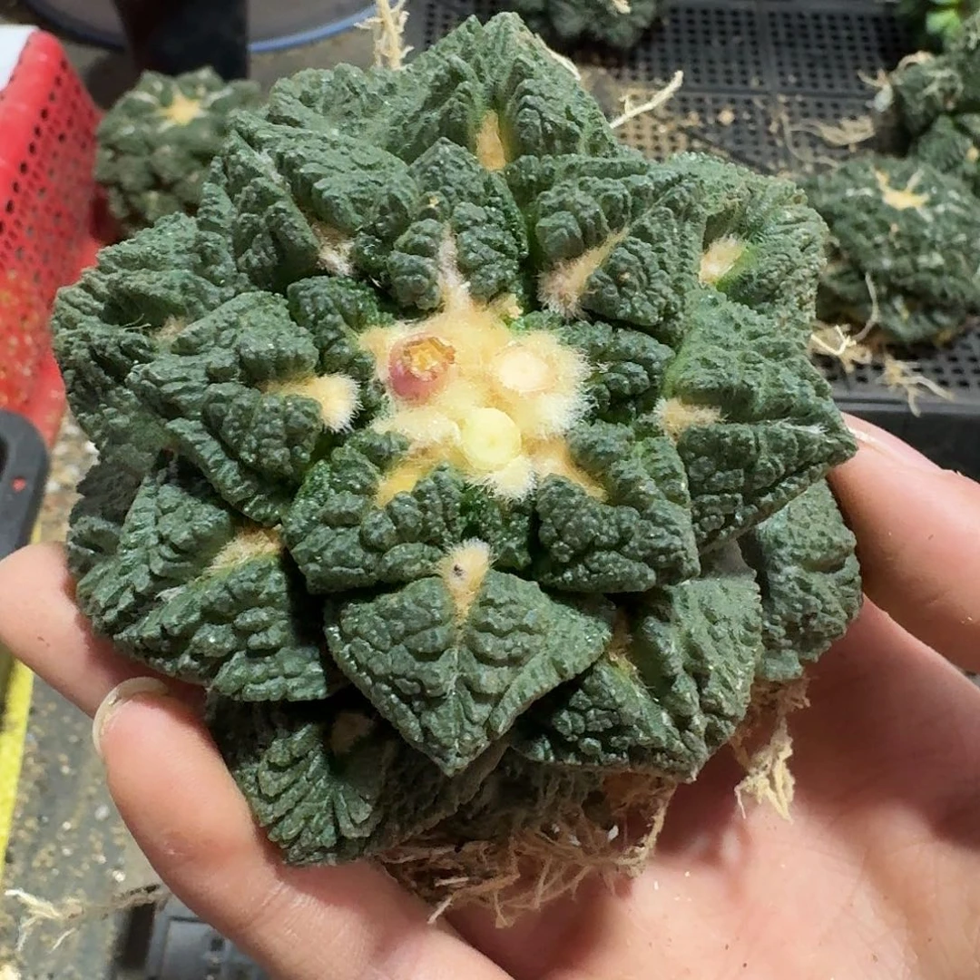 901号仙人球萝卜根