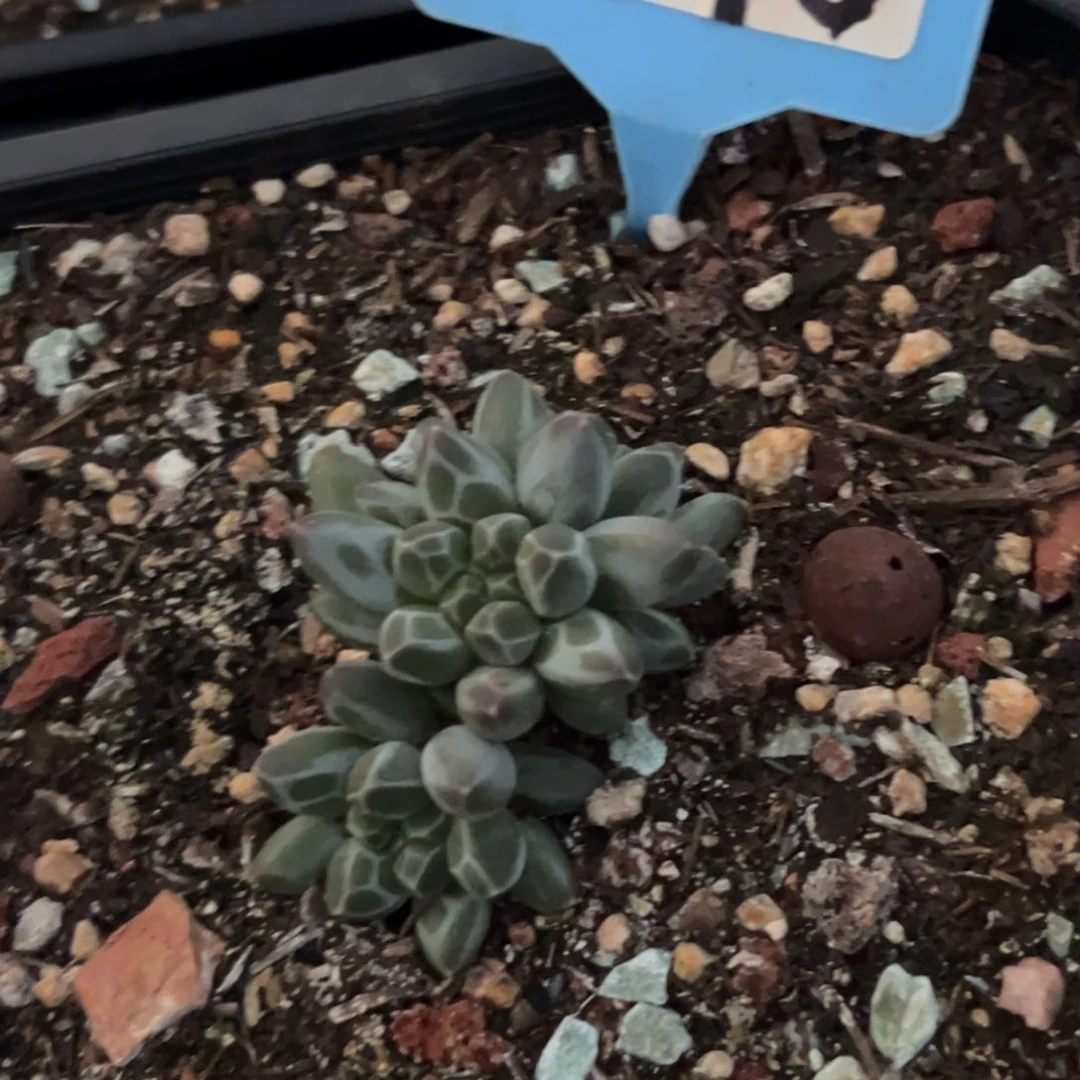 M***初申公豹多肉植物045
