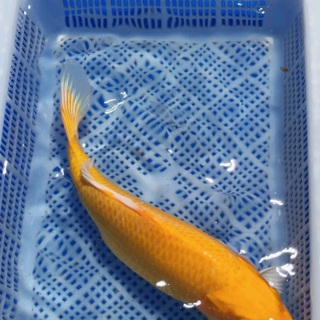 锦鲤精品包邮包损