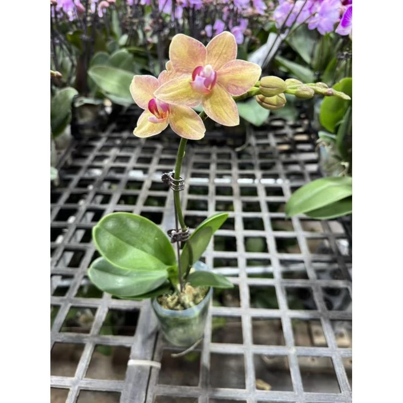 【锦鲤】蝴蝶兰室内精品花卉昆明直发