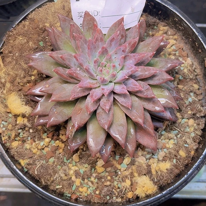 j***e不用来咯哦啦啊哦啊394