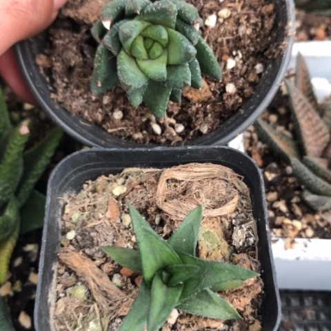 原始和青铜硬叶硬叶