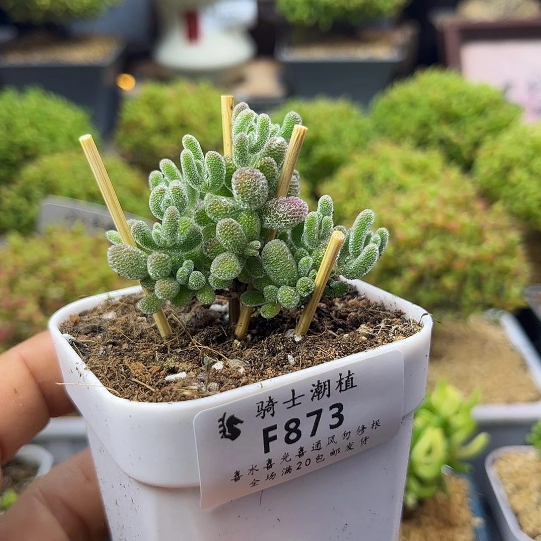 873优选冰晶枝干番杏